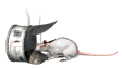 rat_food_mw.gif