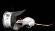 rat_food_mb.gif