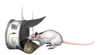 rat_food_hr.jpg