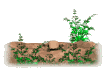 prairie_dog_mw.gif