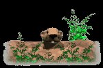 prairie_dog_lc.gif