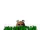 look_sc.gif