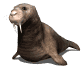 walrus3_blinking_sw.gif