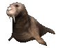 walrus3_blinking_sc.gif