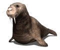 walrus3_blinking_mw.gif
