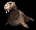 walrus3_blinking_mc.gif