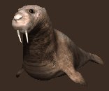 walrus3_blinking_lc.gif