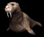 walrus3_blinking_lb.gif