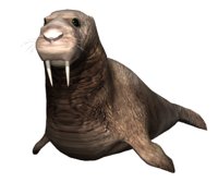 walrus3_blinking_hr.jpg