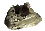 walrus2_lyingaround_sc.gif