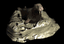 walrus2_lyingaround_sb.gif