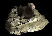 walrus2_lyingaround_lc.gif
