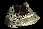 walrus2_lyingaround_lb.gif