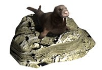 walrus2_lyingaround_hr.jpg