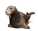 walrus1_locomotion_sw.gif