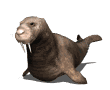 walrus1_locomotion_mw.gif