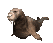 walrus1_locomotion_mc.gif