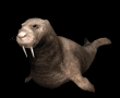 walrus1_locomotion_mb.gif