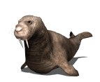 walrus1_locomotion_lw.gif