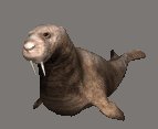 walrus1_locomotion_lc.gif
