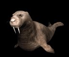 walrus1_locomotion_lb.gif