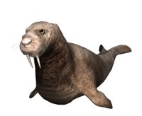 walrus1_locomotion_hr.jpg
