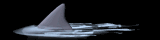 wake_lb.gif