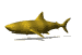 tiger_shark_sw.gif