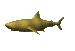 tiger_shark_sc.gif