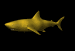 tiger_shark_sb.gif