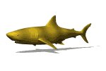 tiger_shark_mw.gif