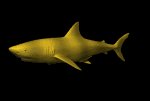 tiger_shark_lb.gif