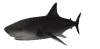 sharkswim_sw.gif