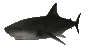 sharkswim_sc.gif