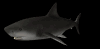 sharkswim_sb.gif
