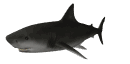 sharkswim_mw.gif