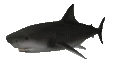 sharkswim_mc.gif