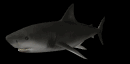 sharkswim_mb.gif