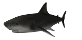 sharkswim_lw.gif