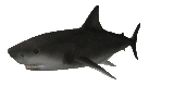 sharkswim_lc.gif