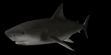 sharkswim_lb.gif