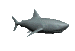 shark1_sc.gif