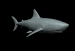 shark1_sb.gif
