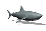 shark1_mw.gif