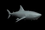 shark1_lc.gif