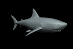 shark1_lb.gif