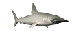 hammerheadswim_sw.gif