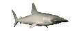 hammerheadswim_sc.gif