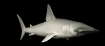 hammerheadswim_sb.gif