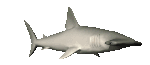 hammerheadswim_mc.gif